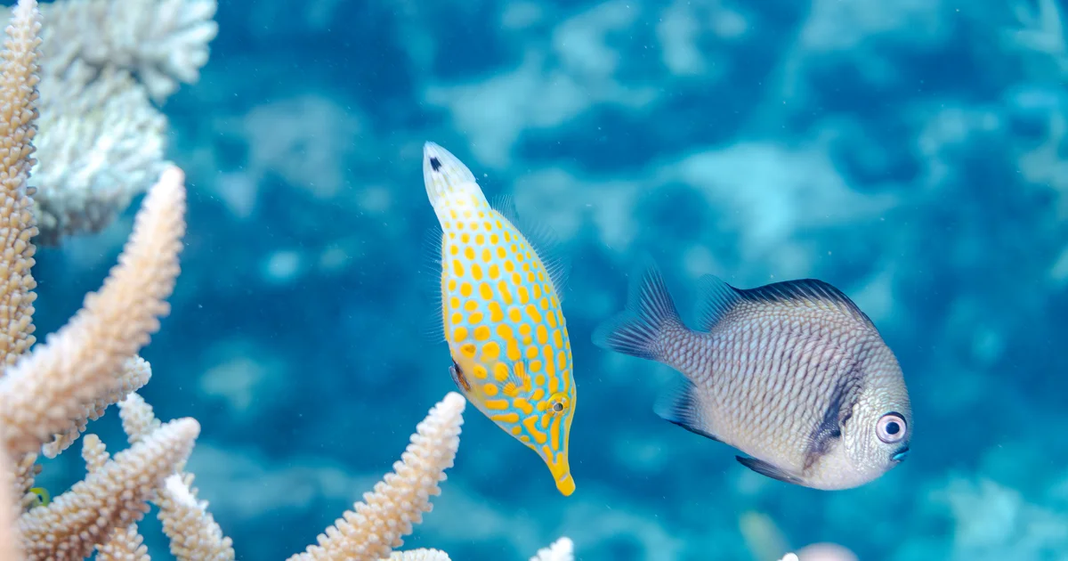 恩納・名護・本部・今帰仁の子連れにオススメなキッチン付きホテル・旅館69選